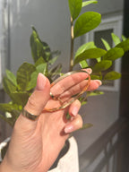 Striped Solid Bangle